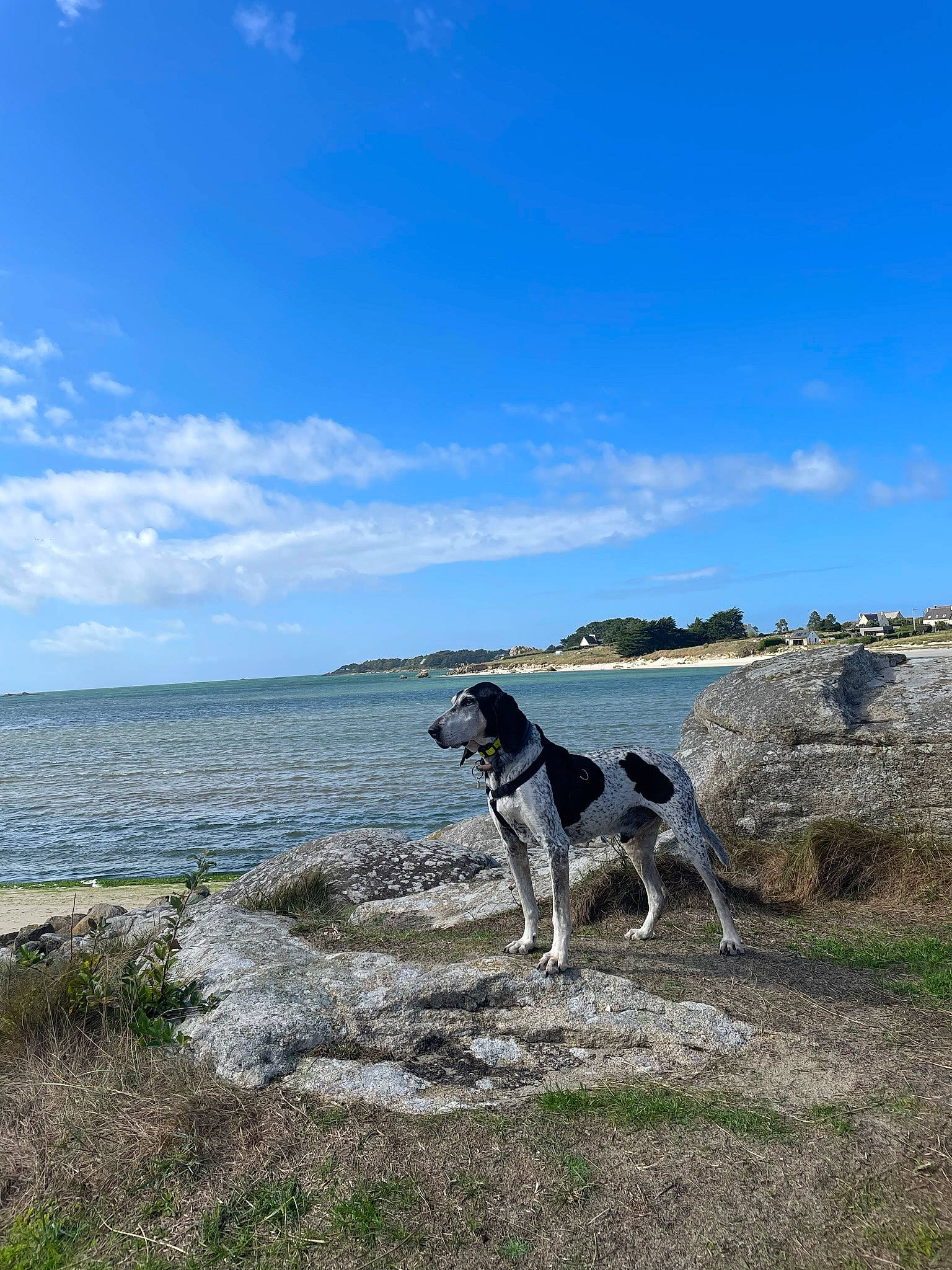 Gino participe au concours pour gagner de l'argent avec cette photo : beach, canidae, carnivore, cloud, collar, dog, dog_breed, horizon, lake, landscape, ocean, plant, rampur_greyhound, sky, sporting_group, tail, water, wind_wave, working_animal, working_dog