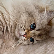 Fidji participe au concours pour gagner de l'argent avec cette photo : cat, fluffy, blue_eyes, close_up, pet, feline, whiskers, soft_texture, relaxed, cute, domestic_animal, sleepy, lying_down, fur, animal, portrait, indoor, cozy, resting, mammal