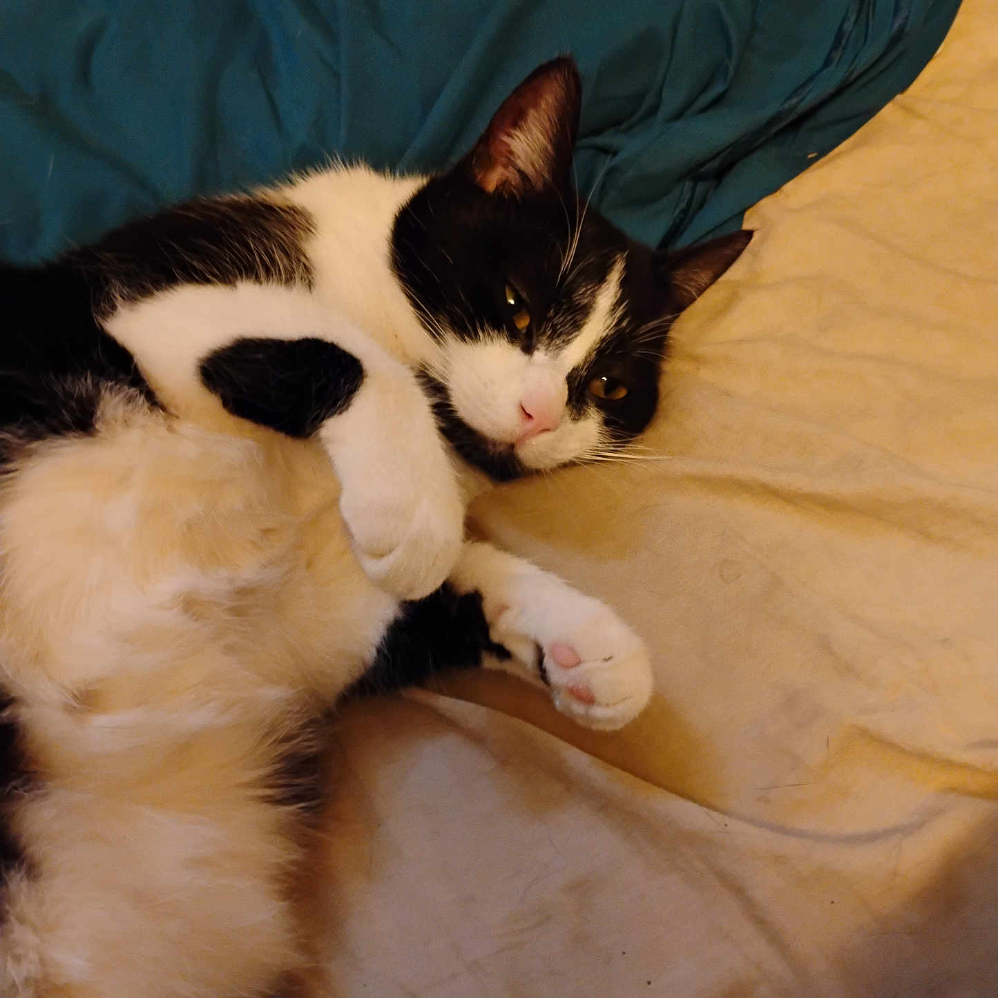 Cammie joined the competition — help win amazing prizes! animal, bed, bedding, black_and_white, cat, cute, domestic_cat, ears, feline, fur, indoor, lying_down, nose, paws, pet, pink_paw_pads, relaxed, resting, sleepy, whiskers