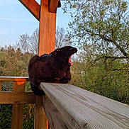 Tintin participe au concours pour gagner de l'argent avec cette photo : cat, black_cat, wooden_railing, outdoor, nature, tree, sky, wooden_beam, gutter, animal, pet, feline, yawning, balcony, daylight, forest, resting, wildlife, wood, sunlight