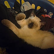 Snowflake is registered to the contest to win money with this photo: animal, beige, black, blue_basket, brown, cat, clothes, cozy, cute, furry, indoor, kitten, laundry, laundry_basket, paw, pet, relaxed, resting, sleeping, soft