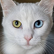 Ice a rejoint le concours — aidez-le/la à gagner de superbes lots ! cat, white_cat, heterochromia, blue_eye, golden_eye, close_up, portrait, animal, pet, feline, whiskers, pink_nose, fur, face, eyes, staring, symmetrical, indoor, dark_background, photography