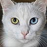 animal, blue_eye, cat, close_up, dark_background, eyes, face, feline, fur, golden_eye, heterochromia, indoor, pet, photography, pink_nose, portrait, staring, symmetrical, whiskers, white_cat
