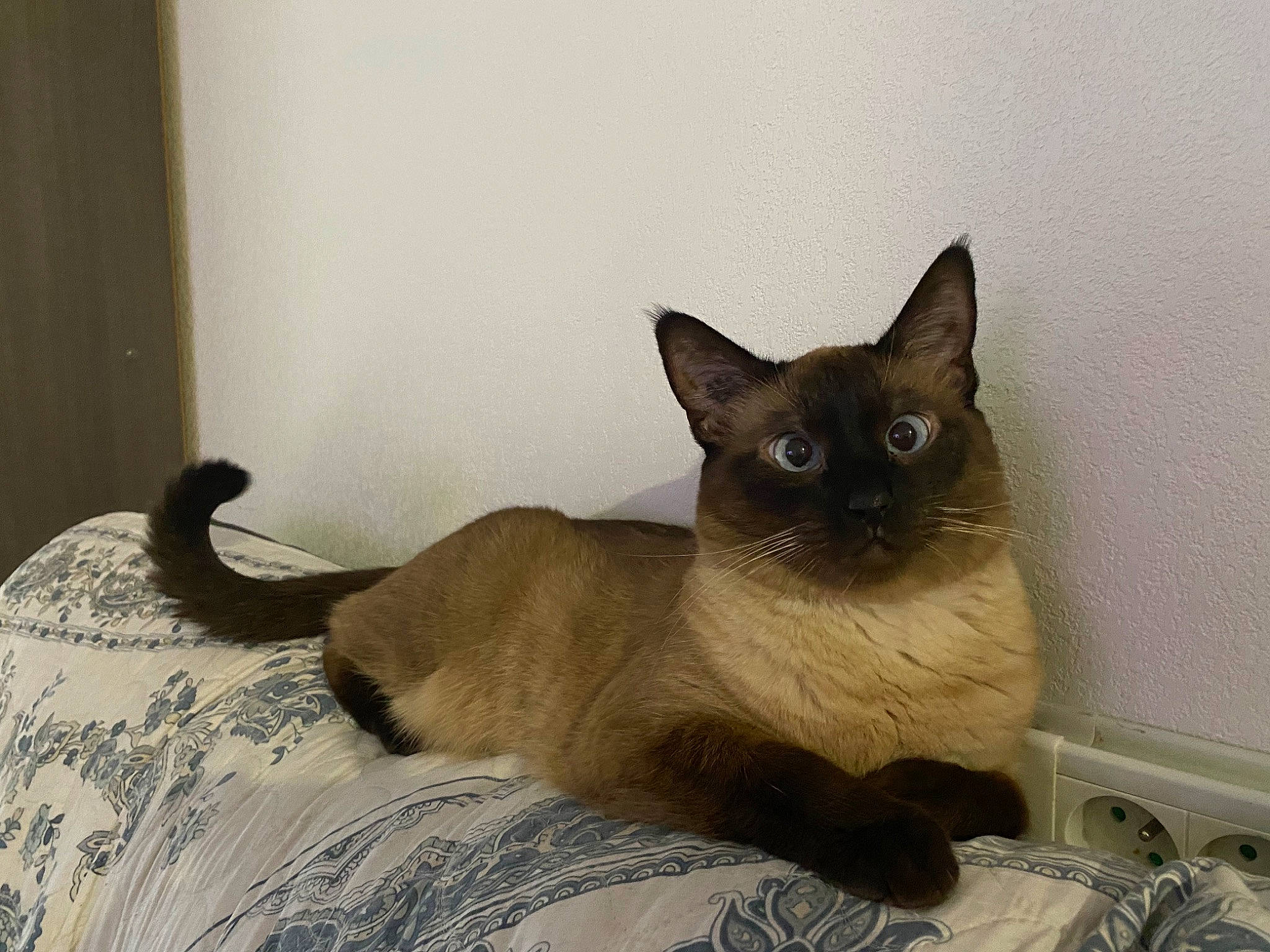 Minouchette a rejoint le concours — aidez-le/la à gagner de superbes lots ! balinese, carnivore, cat, comfort, fawn, felidae, fur, iris, siamese, small_to_medium_sized_cats, snout, tail, terrestrial_animal, whiskers