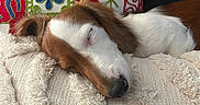 Bulle a rejoint le concours — aidez-le/la à gagner de superbes lots ! black_nose, blanket, brown_and_white, closed_eyes, colorful, cozy, dog, embroidered, fluffy, indoors, long_ears, lying_down, pet, pillow, portrait, puppy, relaxed, resting, sleeping, small_dog