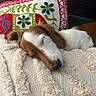 Bulle a rejoint le concours — aidez-le/la à gagner de superbes lots ! dog, sleeping, puppy, small_dog, brown_and_white, long_ears, closed_eyes, black_nose, lying_down, blanket, fluffy, pillow, embroidered, colorful, indoors, cozy, resting, pet, portrait, relaxed