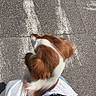 dog, small_dog, brown_and_white, pet, animal, sitting, lap, person, outdoor, street, pavement, crosswalk, road_markings, travel, companion, fur, floppy_ears, top_view, daylight, photography