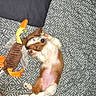 puppy, dog, brown_and_white, small_dog, lying_down, belly_up, playful, toy, plush_toy, chewing, paws, pink_belly, bed, bedspread, pillow, indoors, pet, cute, relaxed, photography