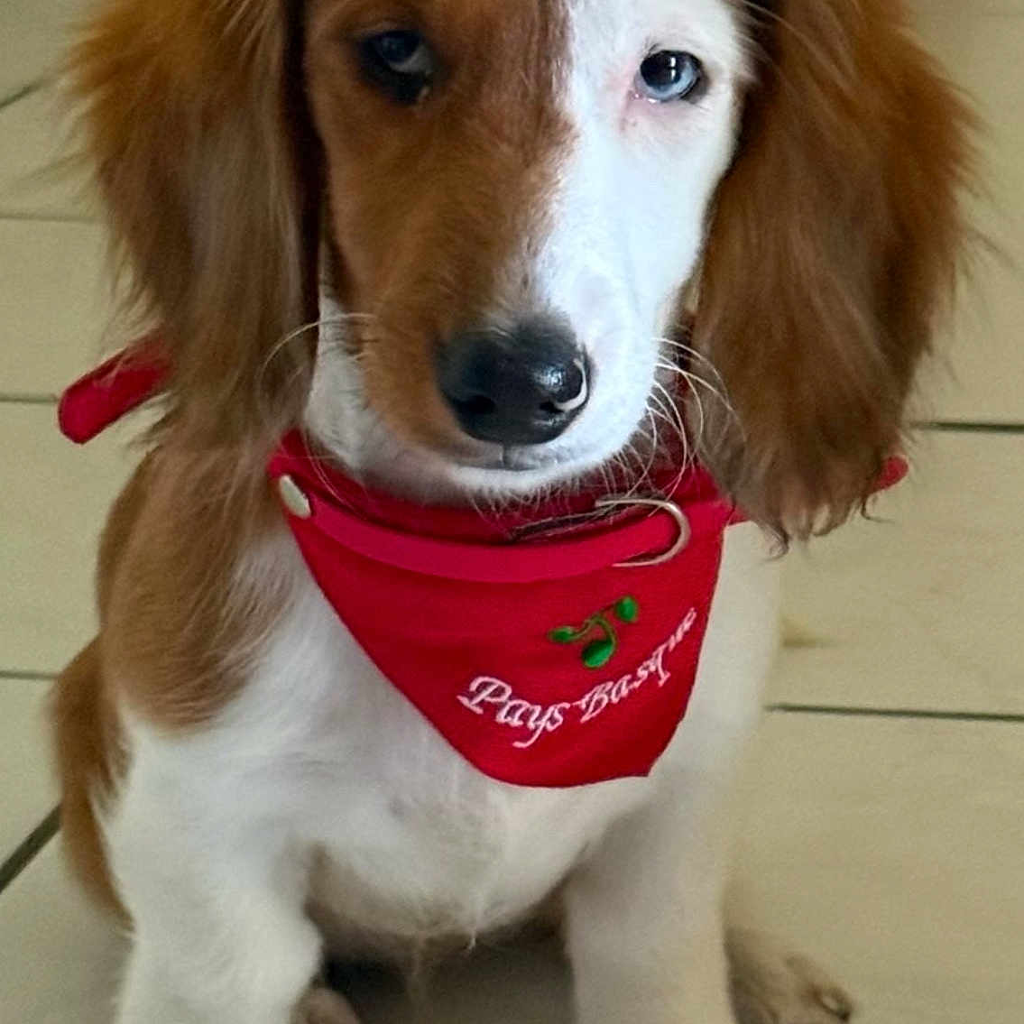 Bulle a rejoint le concours — aidez-le/la à gagner de superbes lots ! dog, puppy, spaniel, long_ears, brown_and_white, red_bandana, pet, sitting, portrait, animal, canine, floppy_ears, white_chest, brown_fur, indoors, tile_floor, close_up, looking_at_camera, cute, companion_animal