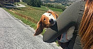 Bulle participe au concours pour gagner de l'argent avec cette photo : dog, spaniel, puppy, pet, animal, face, ears, nose, outdoor, mountains, alps, landscape, scenery, road, village, countryside, summer, woman, embracing, travel