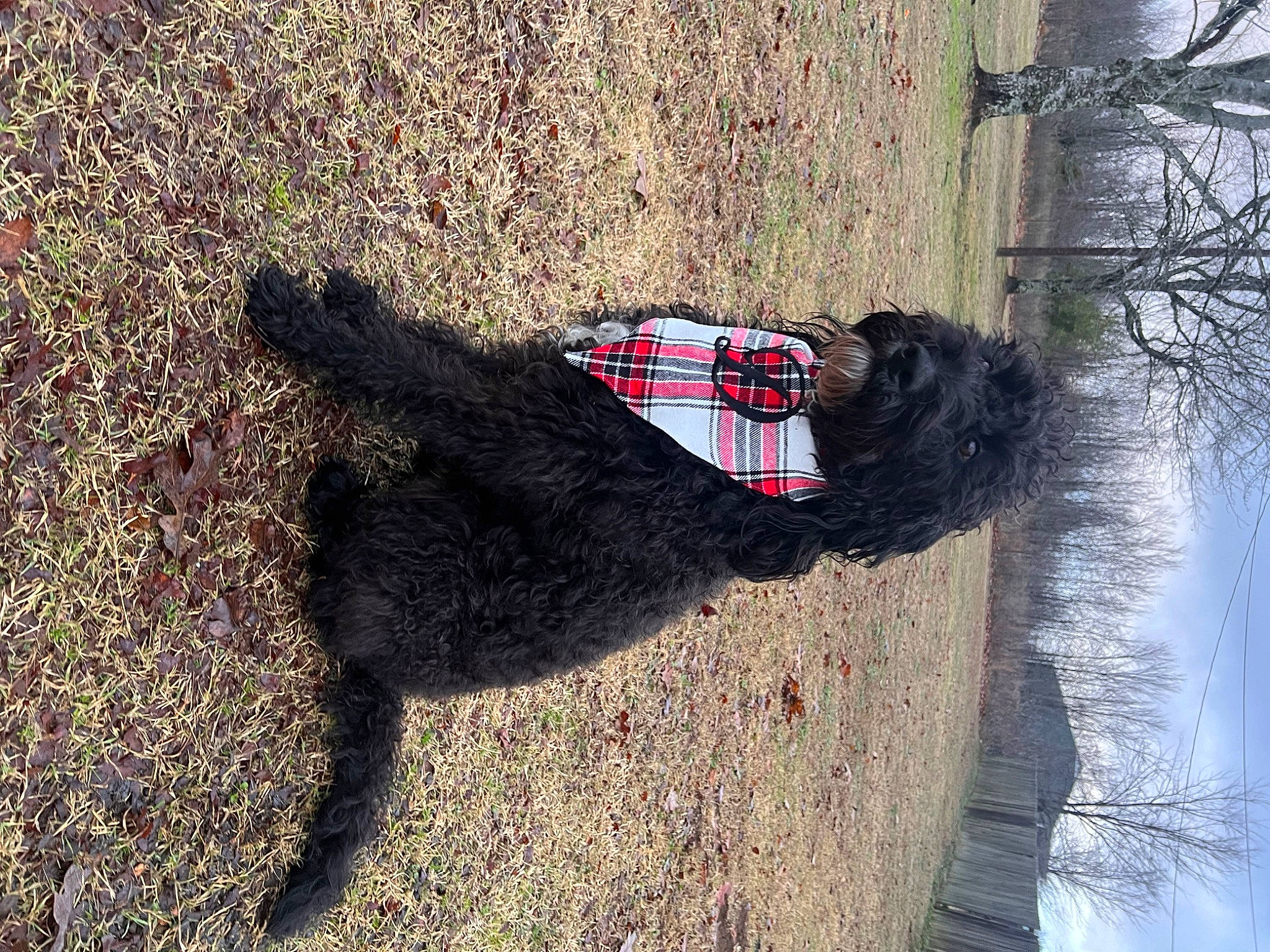 Delta Dawn is registered to the contest to win money with this photo: asphalt, branch, carnivore, collar, dog, dog_breed, grass, grey, plant, road_surface, shadow, soil, sporting_group, tail, tints_and_shades, tree, trunk, water, wood, woody_plant