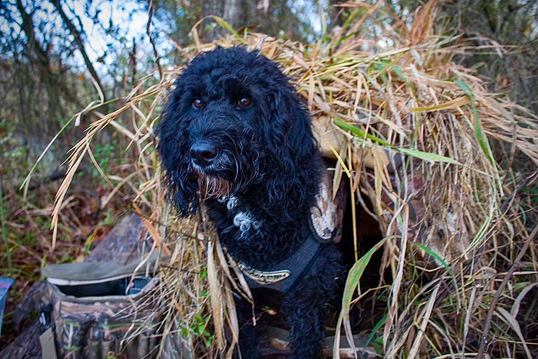 Delta Dawn joined the competition — help win amazing prizes! canidae, carnivore, companion_dog, dog, dog_breed, fang, fur, grass, gun_dog, hunting_dog, plant, soil, spaniel, sporting_group, terrestrial_animal, tree, water, water_dog, working_animal, working_dog