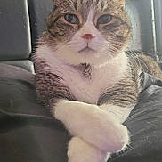Milo is registered to the contest to win money with this photo: cat, pet, feline, tabby, white_chest, white_paws, crossed_paws, sitting, portrait, indoors, bed, bedding, chair, shelves, window, natural_light, collar, serious_expression, long_whiskers, domestic_animal