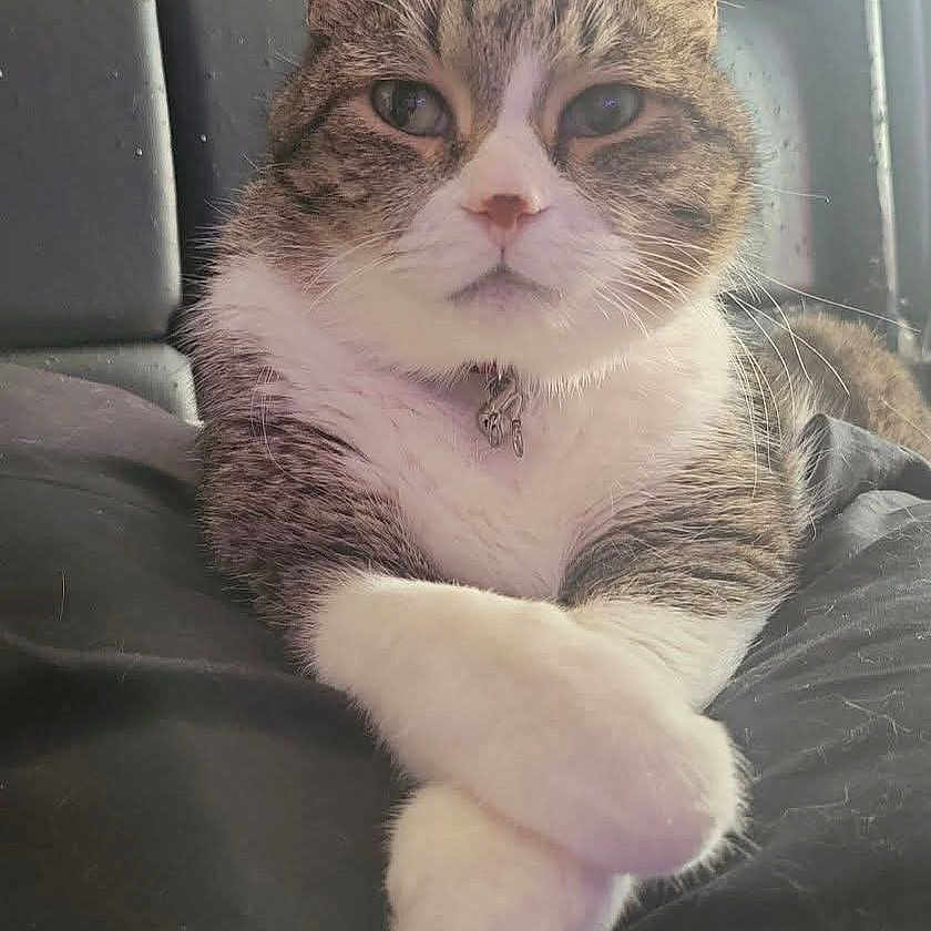 Milo is registered to the contest to win money with this photo: cat, pet, feline, tabby, white_chest, white_paws, crossed_paws, sitting, portrait, indoors, bed, bedding, chair, shelves, window, natural_light, collar, serious_expression, long_whiskers, domestic_animal