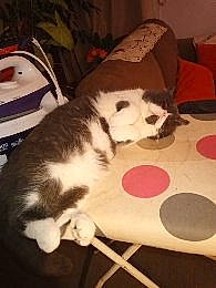 Jules a rejoint le concours — aidez-le/la à gagner de superbes lots ! canidae, carnivore, cat, cat_supply, cloud, comfort, companion_dog, couch, dog_breed, domestic_short_haired_cat, felidae, flooring, fur, mammal, paw, pet_supply, small_to_medium_sized_cats, tail, whiskers, wood