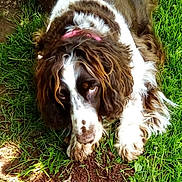 Gipsy a rejoint le concours — aidez-le/la à gagner de superbes lots ! dog, brown, white, grass, dirt, outdoor, pet, animal, canine, fur, ears, collar, laying_down, nature, close_up, cute, floppy_ears, looking_up, resting, playful