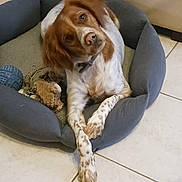 Vanille a rejoint le concours — aidez-le/la à gagner de superbes lots ! dog, pet, pet_bed, head_tilt, crossed_paws, toy, rope_toy, rubber_ball, tiled_floor, indoor, brown_fur, white_fur, spotted_legs, collar, relaxed, portrait, closeup, home, companion, sleepy