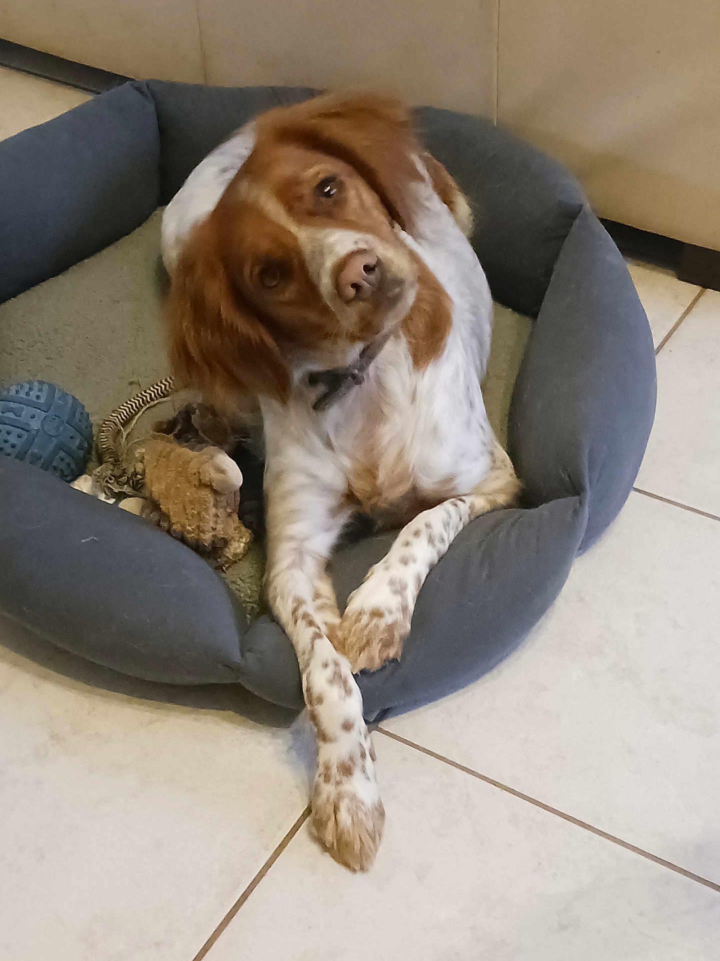 Vanille a rejoint le concours — aidez-le/la à gagner de superbes lots ! dog, pet, pet_bed, head_tilt, crossed_paws, toy, rope_toy, rubber_ball, tiled_floor, indoor, brown_fur, white_fur, spotted_legs, collar, relaxed, portrait, closeup, home, companion, sleepy