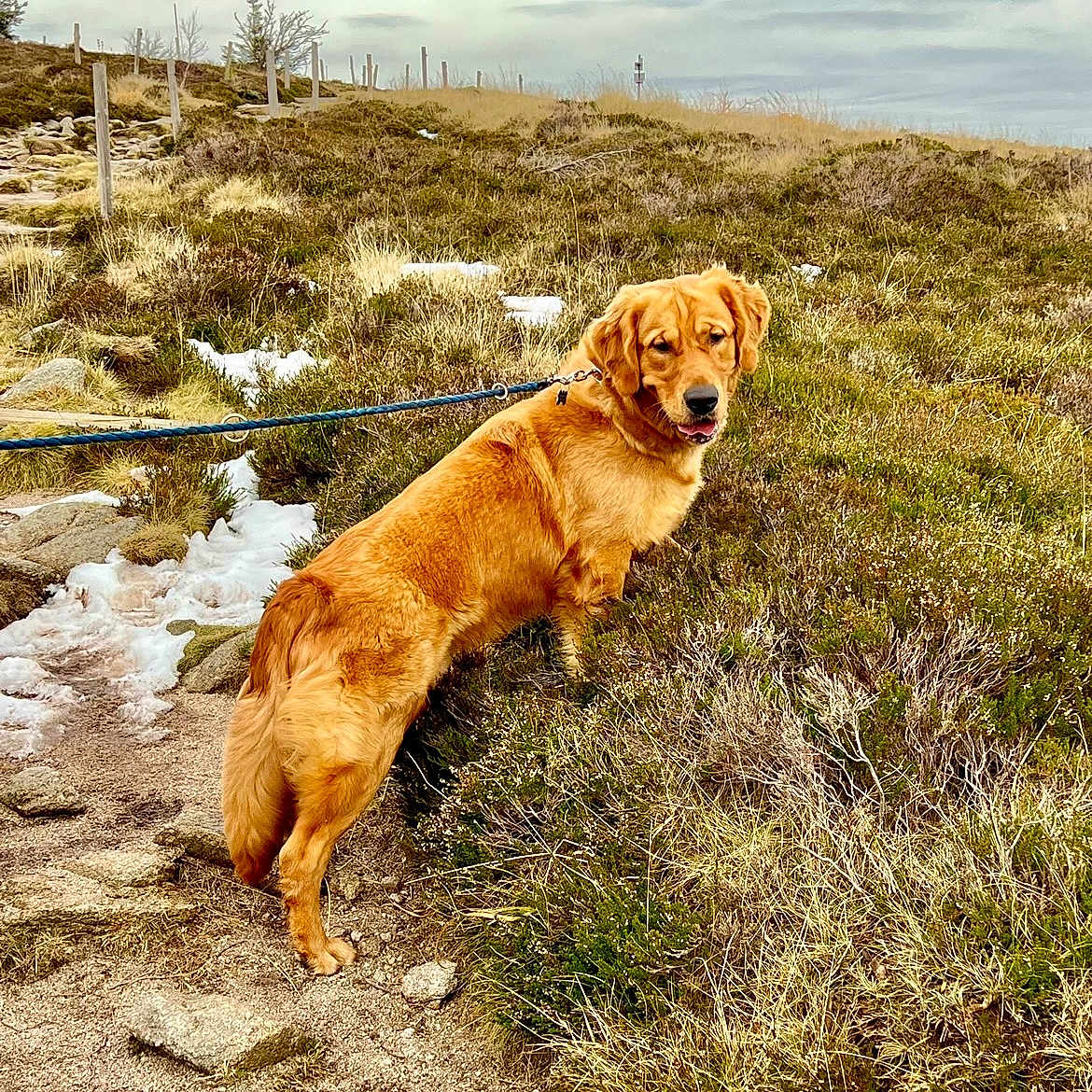 Tobby a rejoint le concours — aidez-le/la à gagner de superbes lots ! animal, canine, dog, field, goldenretriever, grass, grassland, land, landscape, nature, outdoors, path, pet, plant, puppy, rock, sky, soil, vegetation, wilderness