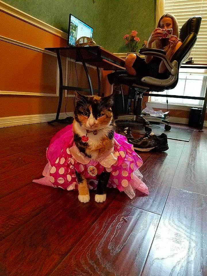 Trixy joined the competition — help win amazing prizes! carnivoran, cat, dog, dog_like_mammal, floor, flooring, fun, girl, hardwood, mammal, pink, small_to_medium_sized_cats, vertebrate