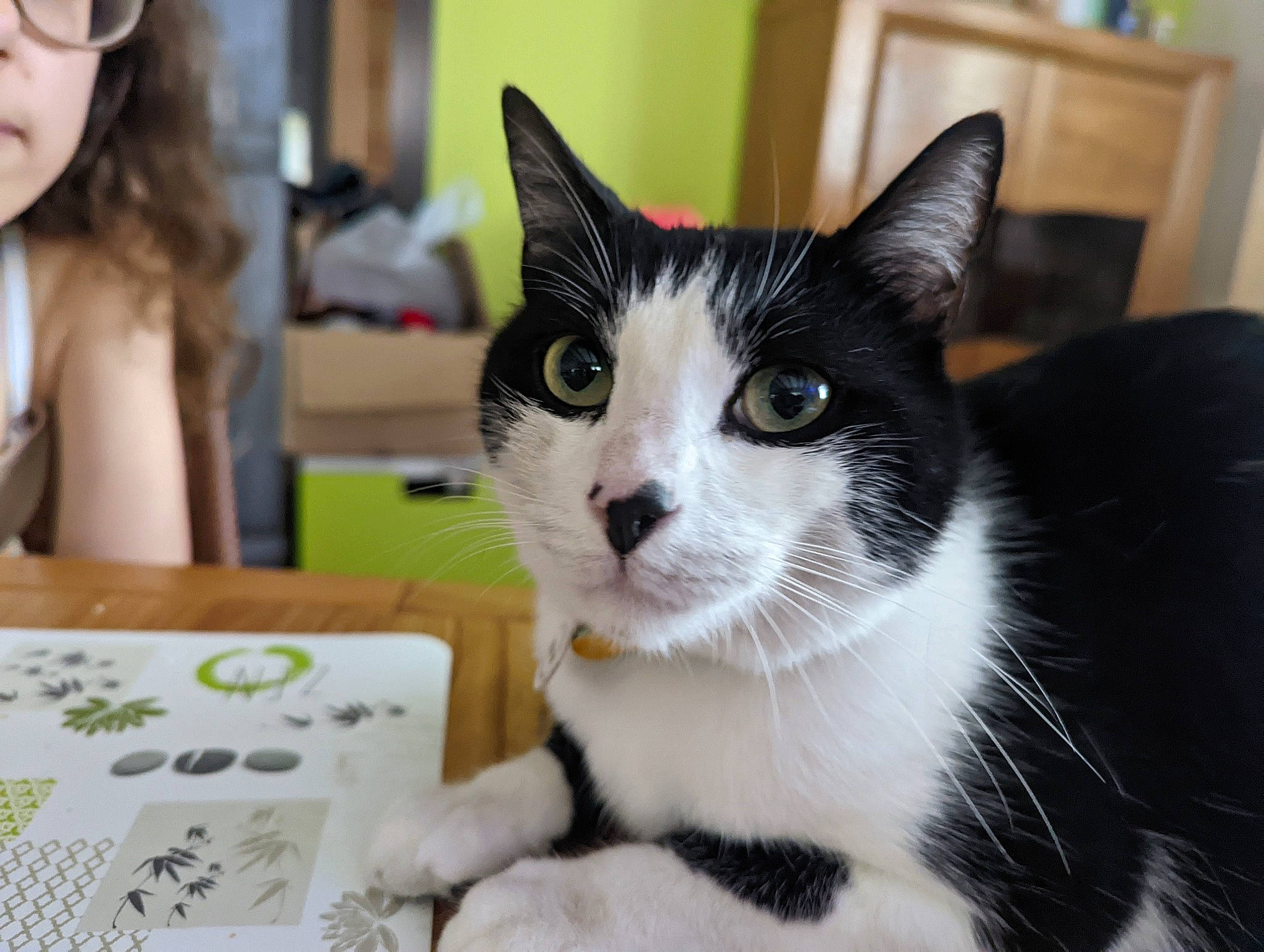 Felix a rejoint le concours — aidez-le/la à gagner de superbes lots ! carnivore, cat, domestic_short_haired_cat, event, eyewear, felidae, fur, goggles, hair, paw, recreation, small_to_medium_sized_cats, snout, table, tail, whiskers