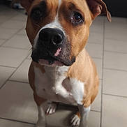 Baby participe au concours pour gagner de l'argent avec cette photo : dog, pet, animal, brown, white, indoor, floor, tile, portrait, closeup, ears, face, snout, paw, sitting, looking_up, canine, companion, domestic_animal, cute