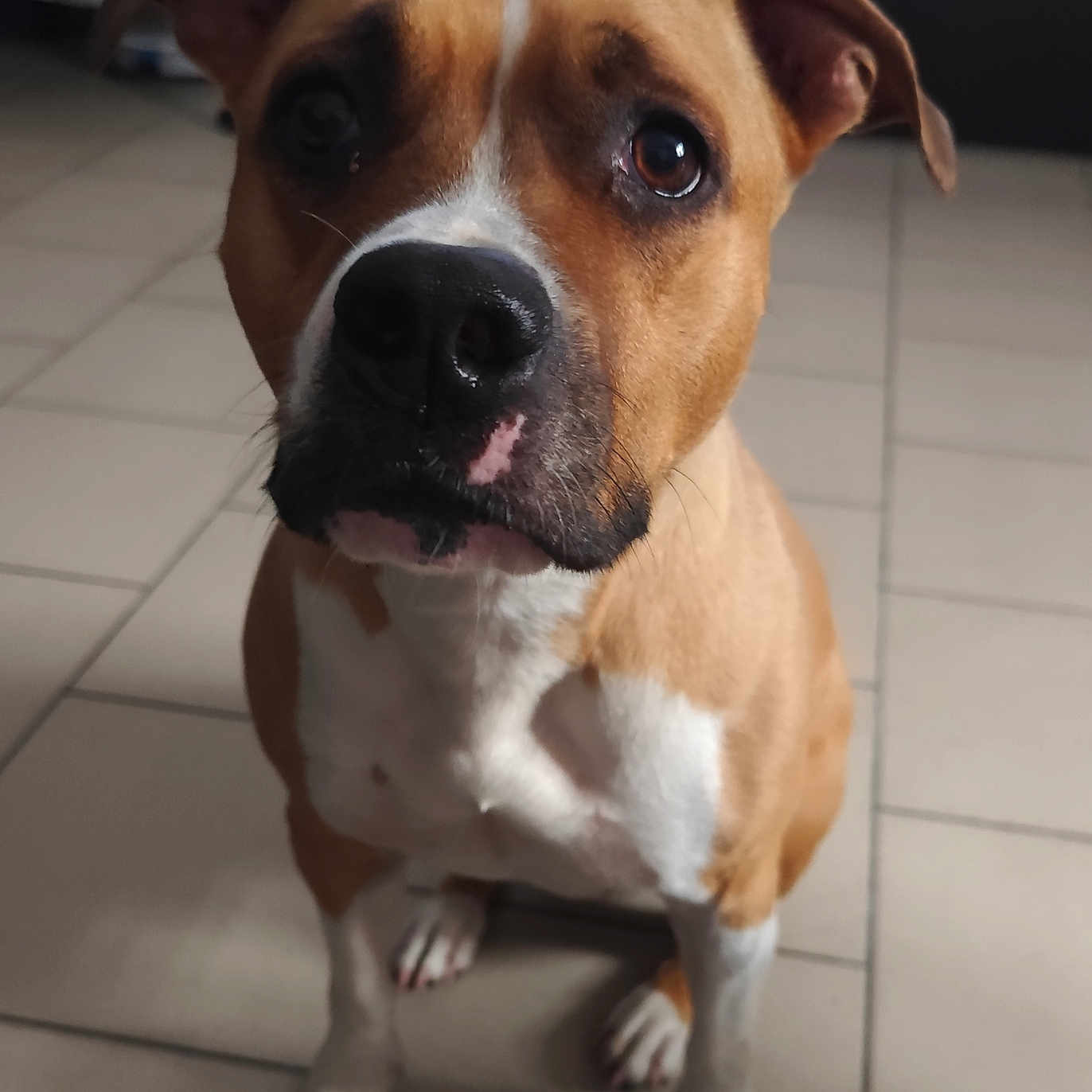 Baby participe au concours pour gagner de l'argent avec cette photo : dog, pet, animal, brown, white, indoor, floor, tile, portrait, closeup, ears, face, snout, paw, sitting, looking_up, canine, companion, domestic_animal, cute