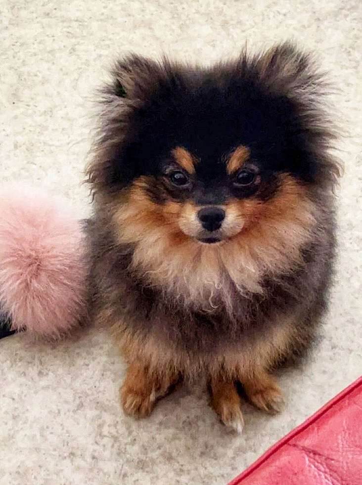 Dior participe au concours pour gagner de l'argent avec cette photo : ancient_dog_breeds, canidae, carnivore, companion_dog, dog, dog_breed, dog_supply, fawn, fur, german_spitz, german_spitz_klein, non_sporting_group, puppy, snout, sporting_group, terrestrial_animal, toy_dog, whiskers, working_animal, working_dog