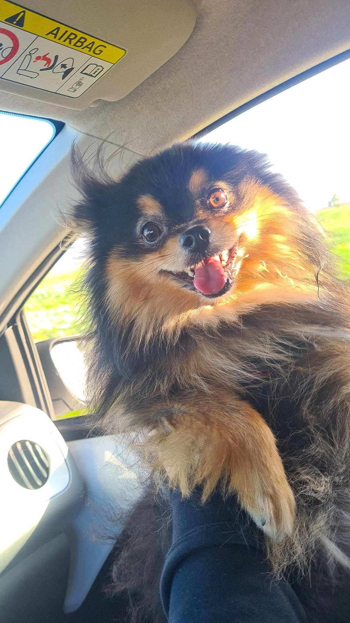 Dior participe au concours pour gagner de l'argent avec cette photo : automotive_mirror, canidae, carnivore, companion_dog, dog, dog_breed, dog_supply, fur, herding_dog, hood, liver, pekingese, snout, spitz, sporting_group, toy_dog, whiskers, windscreen_wiper, windshield, working_dog