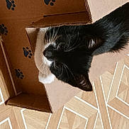 Kitty is registered to the contest to win money with this photo: black_cat, box, cardboard, carnivore, cat, domestic_short_haired_cat, felidae, floor, flooring, fur, hardwood, pet_supply, room, shipping_box, small_to_medium_sized_cats, snout, tail, whiskers, wood, wood_stain