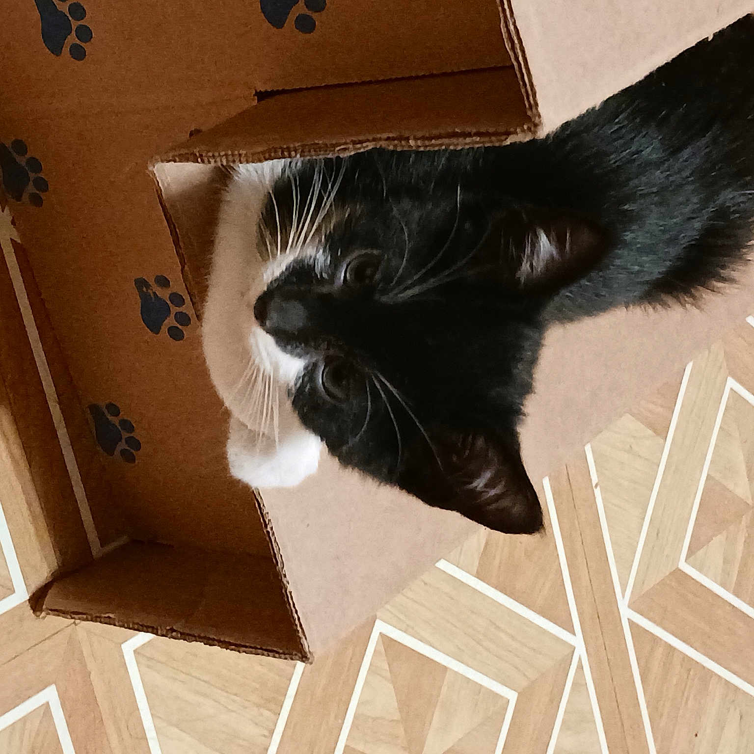 Kitty