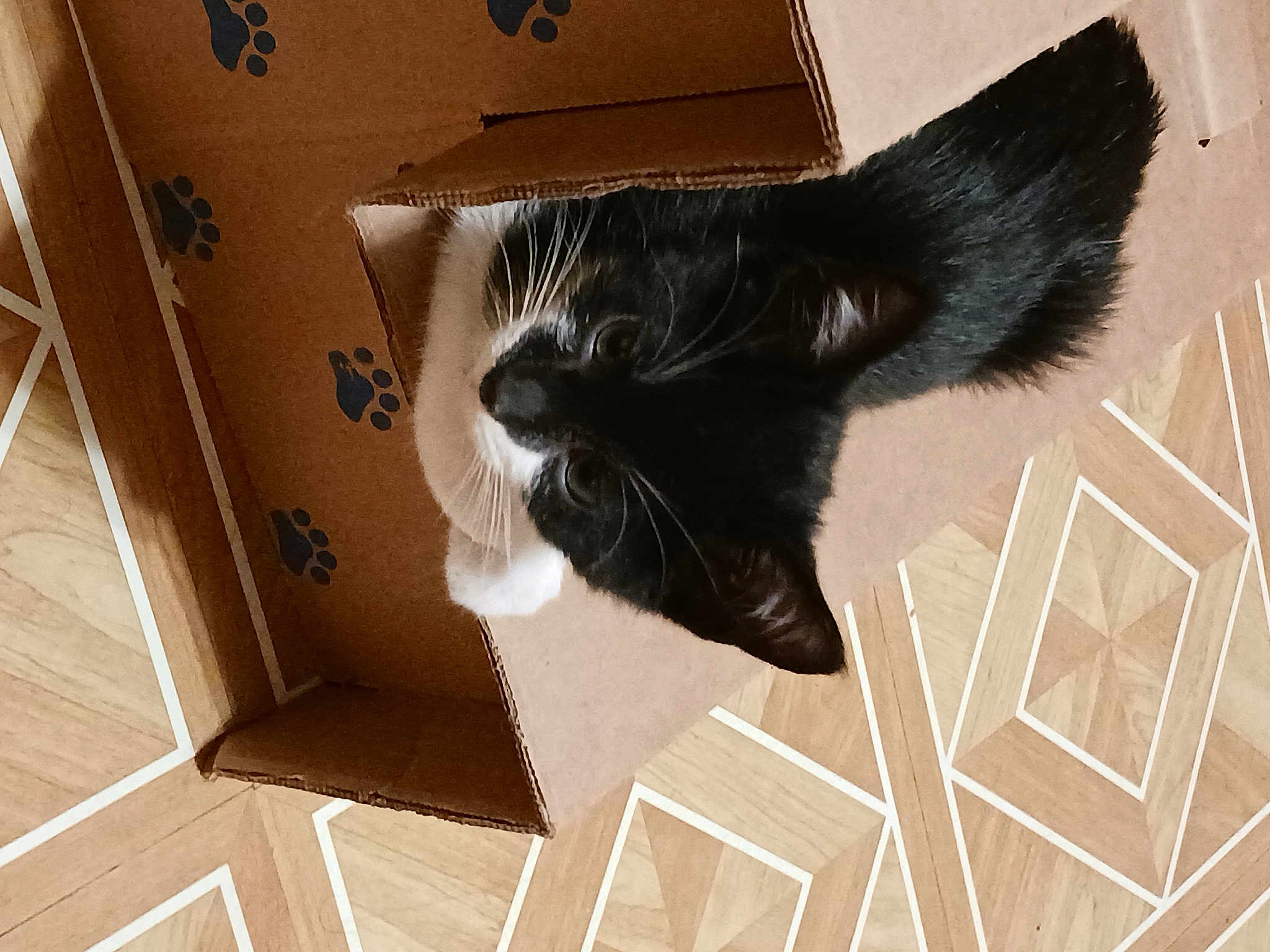 Kitty