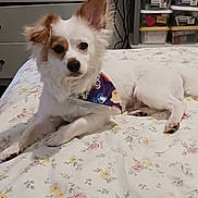 Burrito is registered to the contest to win money with this photo: dog, small_dog, bandana, bed, floral_bedspread, pet, indoor, furniture, drawer, storage_bins, ears, curious, lying_down, white_dog, brown_spots, domestic_animal, cute, companion, resting, animal