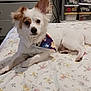 dog, small_dog, bandana, bed, floral_bedspread, pet, indoor, furniture, drawer, storage_bins, ears, curious, lying_down, white_dog, brown_spots, domestic_animal, cute, companion, resting, animal
