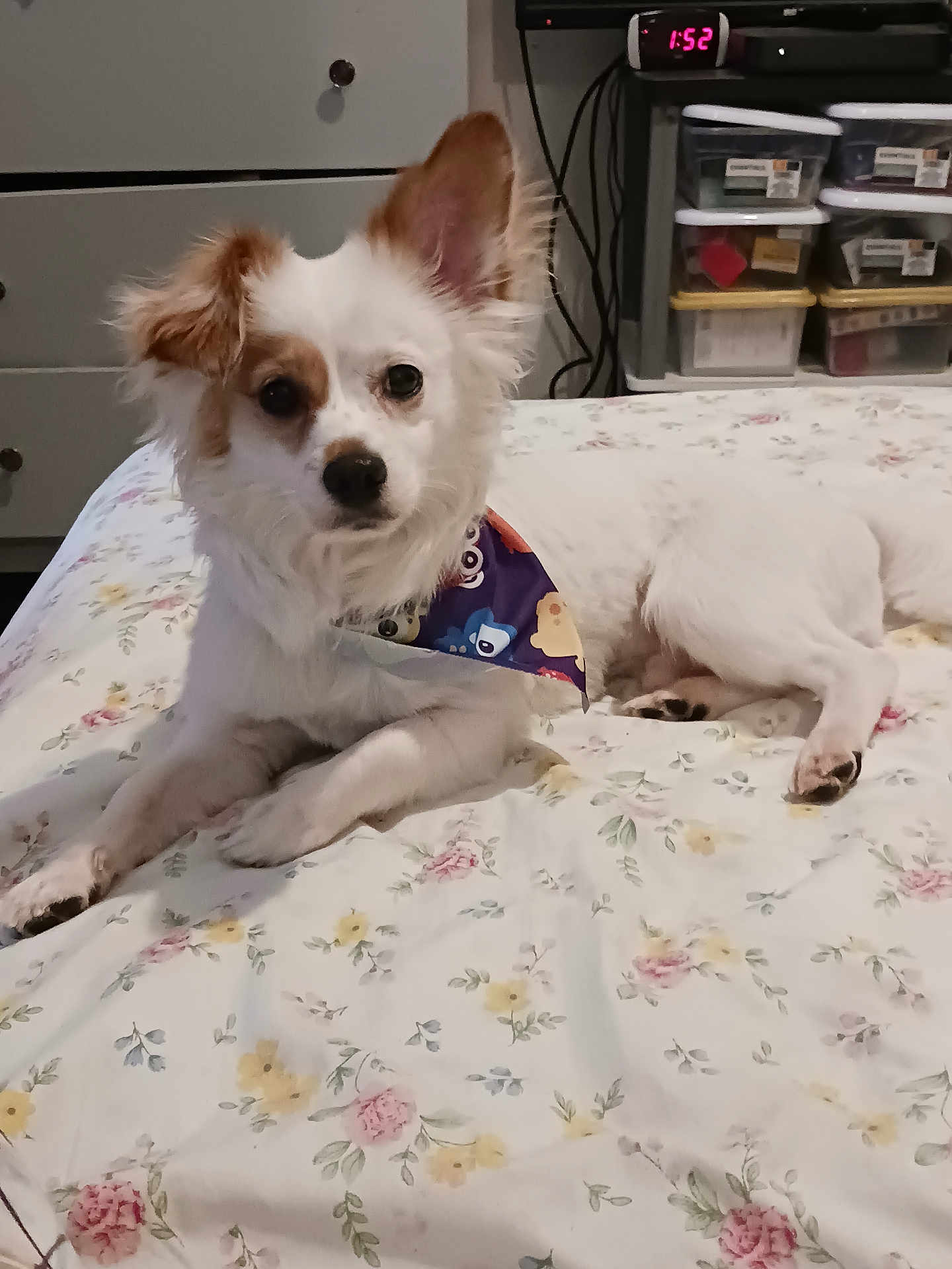 Burrito is registered to the contest to win money with this photo: dog, small_dog, bandana, bed, floral_bedspread, pet, indoor, furniture, drawer, storage_bins, ears, curious, lying_down, white_dog, brown_spots, domestic_animal, cute, companion, resting, animal