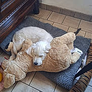 Becca participe au concours pour gagner de l'argent avec cette photo : puppy, dog, sleeping, plush_toy, teddy_bear, bed, mat, tile_floor, wooden_furniture, indoor, cozy, cute, pet, animal, resting, white_dog, soft, comfort, adorable, home