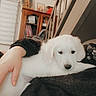 animal, black_jacket, books, cabinet, calm, companion, cozy, cute, dog, furry, hand, home, indoor, pet, puppy, resting, sleepy, soft, staircase, white