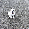 adorable, animal, canine, collar, cute, dog, fur, ground, lonely, looking_up, nature, outdoor, pebbles, pet, playful, puppy, sitting, small_dog, white_dog, young_dog