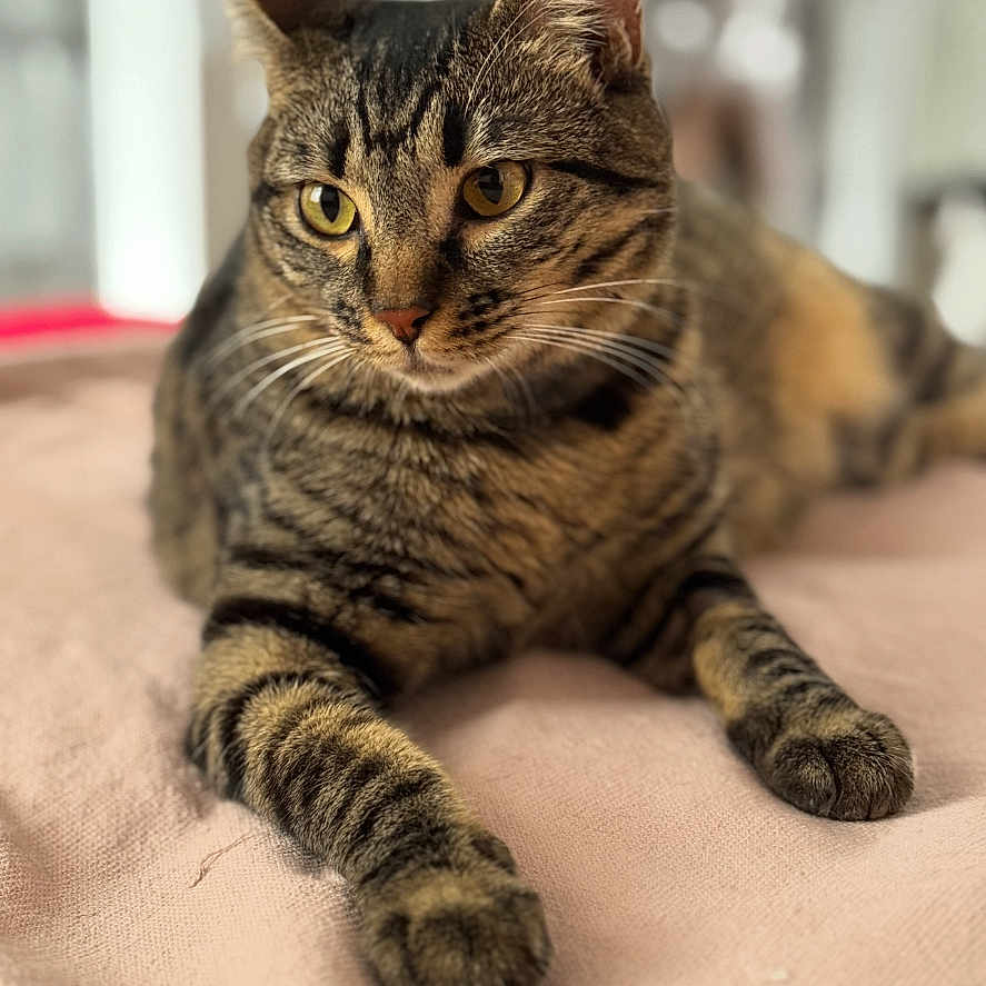 Nenette a rejoint le concours — aidez-le/la à gagner de superbes lots ! animal, cat, close_up, cozy, cute, domestic_cat, ears, feline, focused, fur, indoor, laying_down, pet, portrait, relaxed, soft_blanket, striped_fur, tabby_cat, whiskers, yellow_eyes