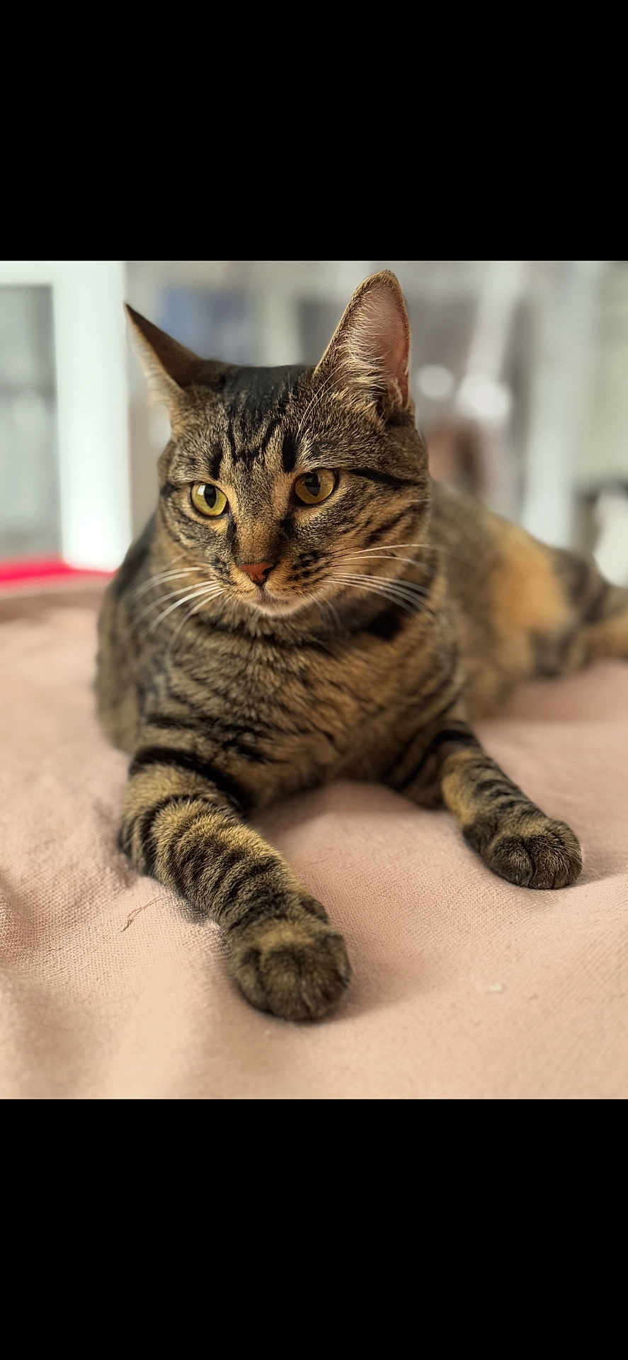 Nenette a rejoint le concours — aidez-le/la à gagner de superbes lots ! tabby_cat, cat, indoor, pet, feline, striped_fur, whiskers, yellow_eyes, soft_blanket, relaxed, close_up, portrait, animal, cute, domestic_cat, laying_down, focused, cozy, fur, ears