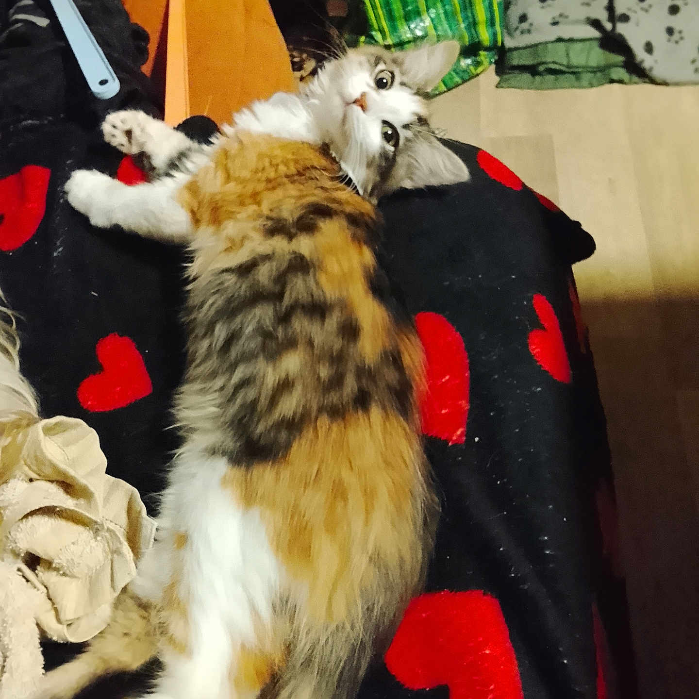 Bella participe au concours pour gagner de l'argent avec cette photo : blanket, cat, cozy, curious_eyes, fabric, floor, fluffy, fur, green_bag, household_items, indoor, looking_back, lying_down, multicolored, pet, red_hearts, relaxed, resting, tail, whiskers