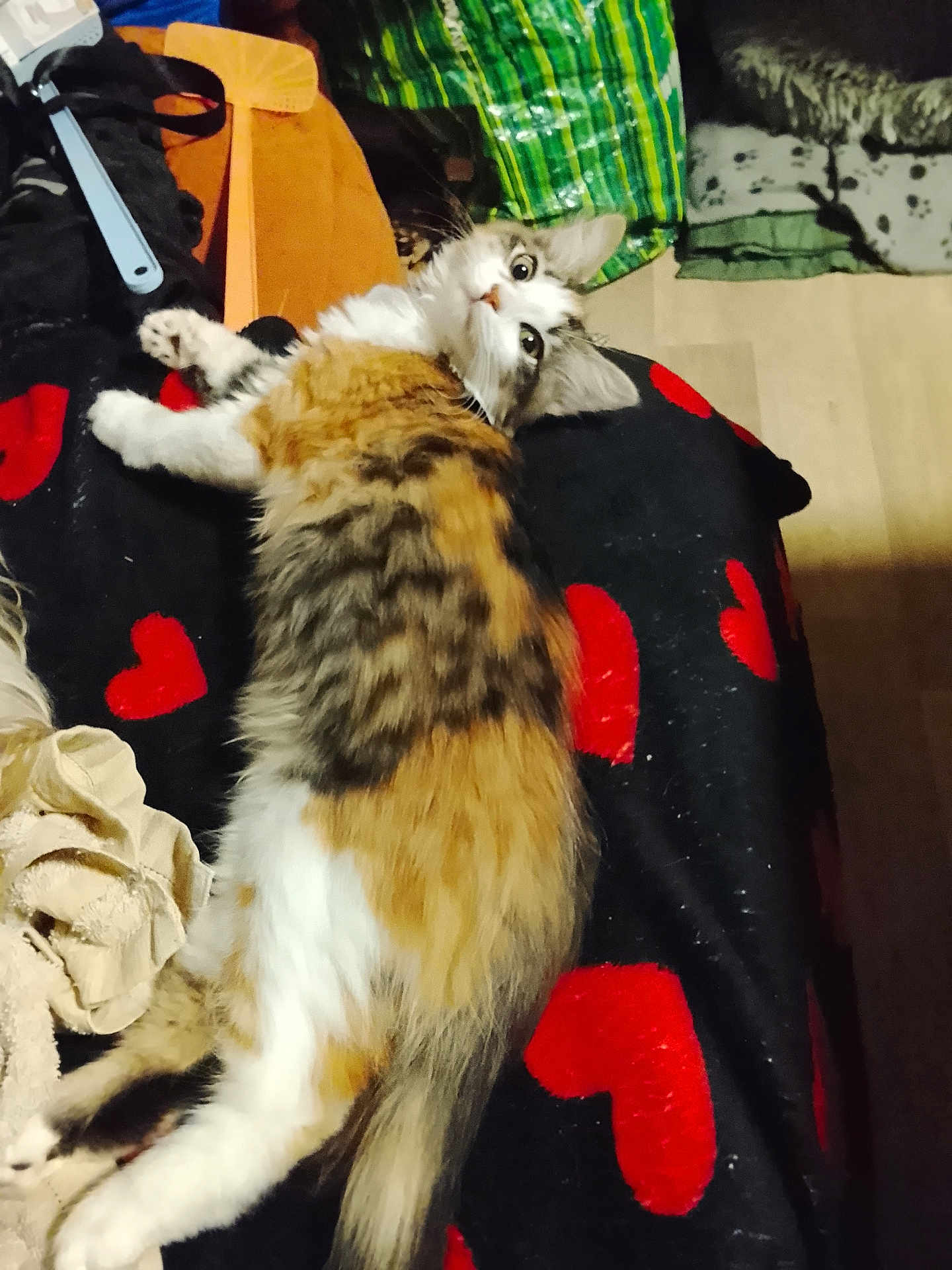 Bella