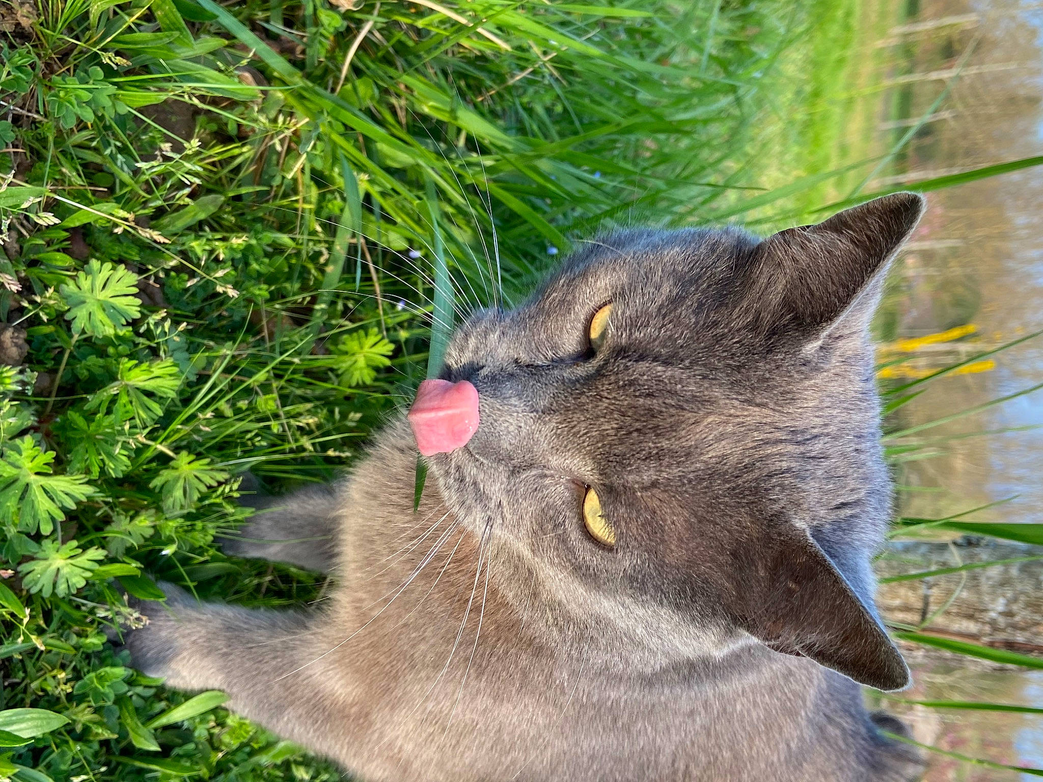 Nexou participe au concours pour gagner de l'argent avec cette photo : carnivore, cat, domestic_short_haired_cat, eye, felidae, flowering_plant, fur, grass, groundcover, herb, plant, russian_blue, small_to_medium_sized_cats, snout, tail, terrestrial_animal, terrestrial_plant, whiskers, wildlife