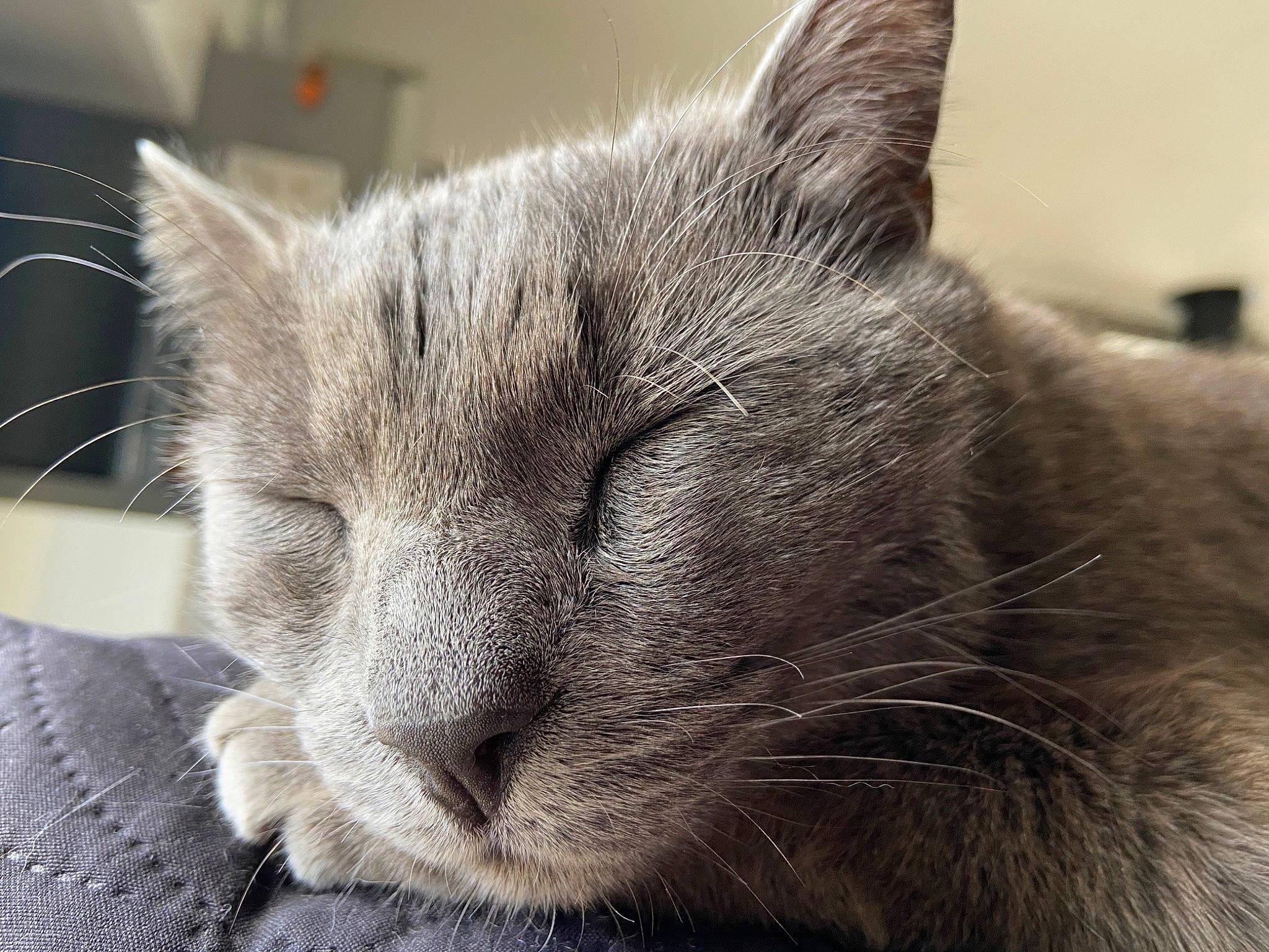 Nexou participe au concours pour gagner de l'argent avec cette photo : carnivore, cat, comfort, domestic_short_haired_cat, ear, felidae, fur, grey, monochrome_photography, russian_blue, small_to_medium_sized_cats, snout, whiskers