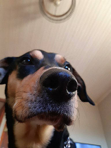 Ch'Aska participe au concours pour gagner de l'argent avec cette photo : canidae, carnivore, dog, dog_breed, ear, huntaway, mammal, nose, puppy, snout, vertebrate, whiskers