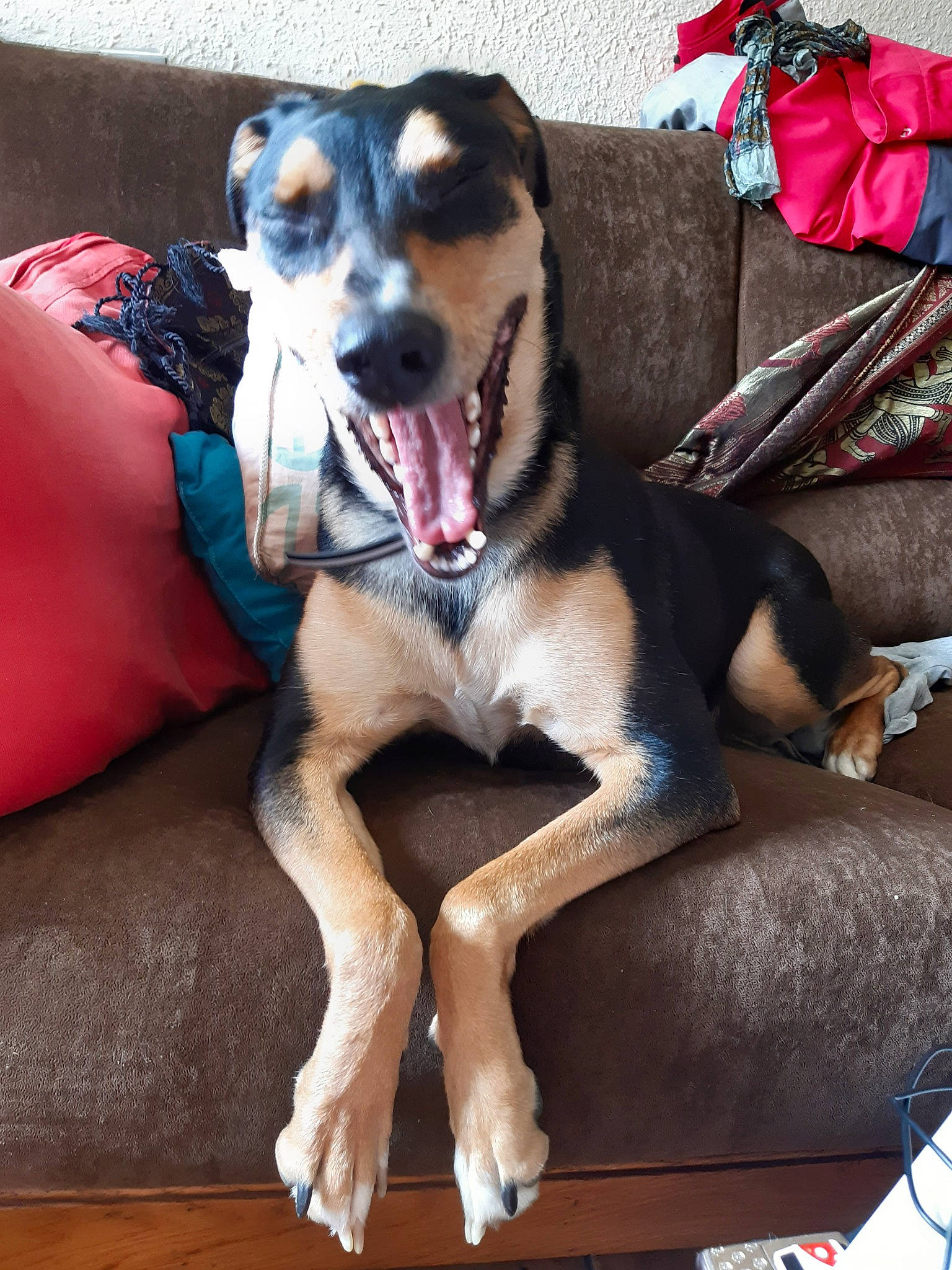 Ch'Aska participe au concours pour gagner de l'argent avec cette photo : bluetick_coonhound, canidae, carnivore, coonhound, dog, dog_breed, fawn, mammal, paw, snout, sporting_group, vertebrate