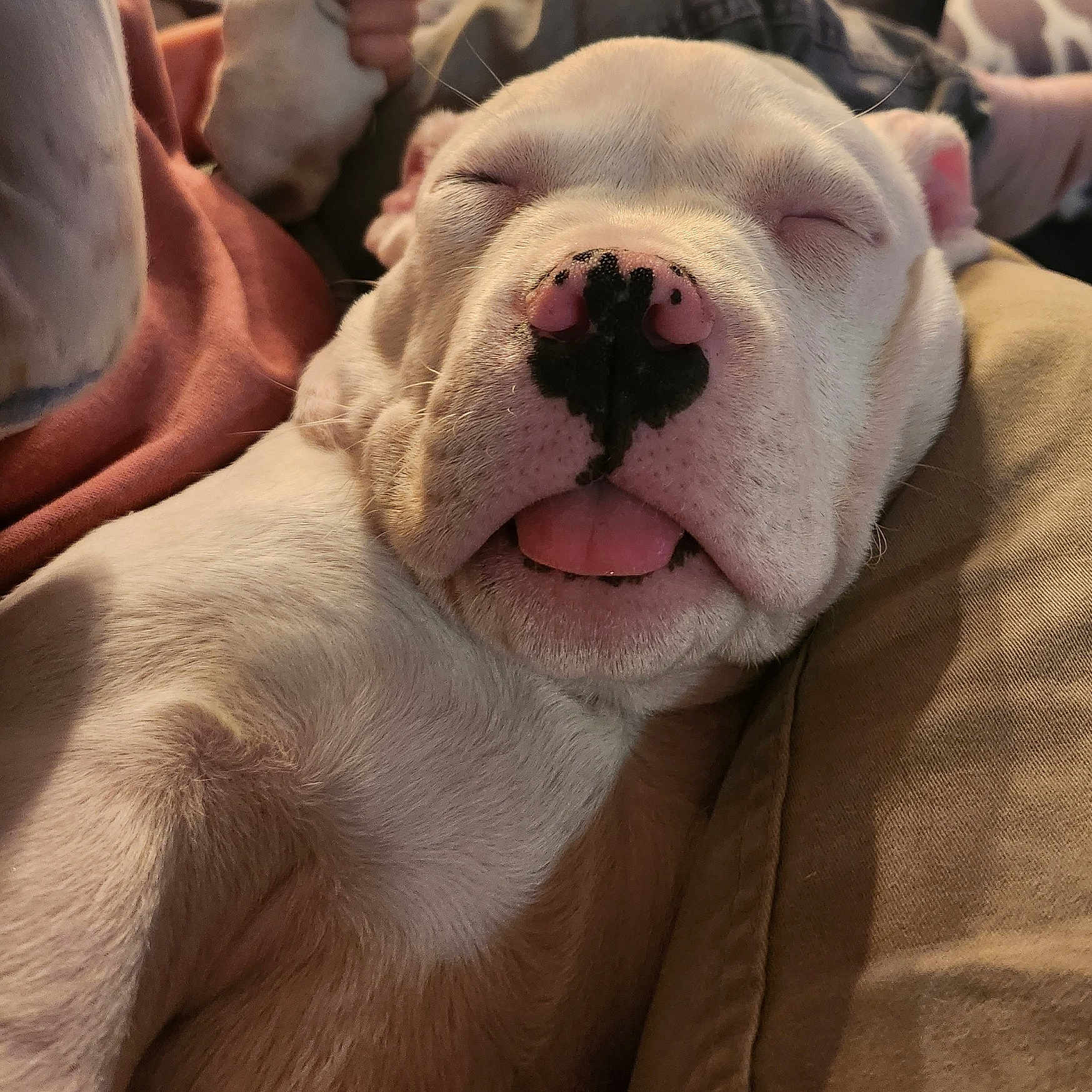 Arès participe au concours pour gagner de l'argent avec cette photo : animal, close_up, clothing, cozy, cute, dog, human_leg, indoor, khaki_pants, nose, pet, pink_shirt, puppy, relaxed, resting, sleeping, snuggled, soft_fur, tongue, white_fur