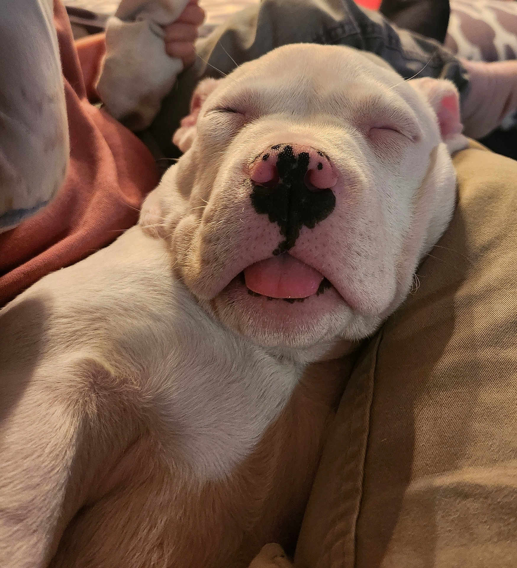 Arès participe au concours pour gagner de l'argent avec cette photo : puppy, dog, sleeping, close_up, white_fur, nose, tongue, pet, indoor, cozy, human_leg, clothing, khaki_pants, pink_shirt, resting, cute, animal, snuggled, soft_fur, relaxed