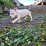 puppy, dog, white_dog, outdoor, grass, plants, garden, yard, house, sky, clouds, concrete_wall, greenery, young_dog, walking, curious, animal, pet, nature, sunlight