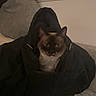 cat, animal, pet, jacket, hood, indoor, cozy, couch, feline, sitting, dark, window, fabric, fur, domestic_animal, resting, cute, face, whiskers, ears